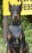 Bestseller Dobermann Hundegeschirr aus Leder