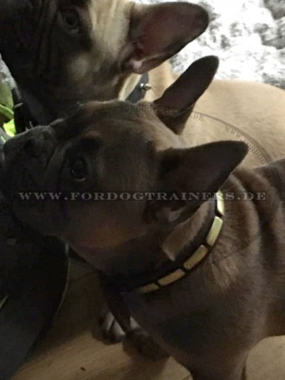 Halsband aus Leder für Französische Bulldogge | Tolles Design