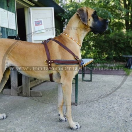 Deutsche Dogge Hunde Geschirr aus Leder mit Polsterung