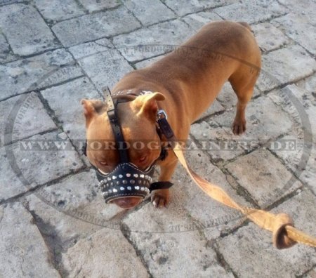 Amerikanischer Pitbull Edler Hundemaulkorb aus Leder mit bolzen