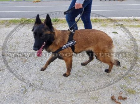 Nylon Hundegeschirr für Tervueren Hundesport/ Hundetraining