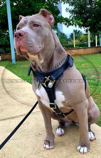 Hundegeschirr aus Leder für Amerikanischer Pitbull