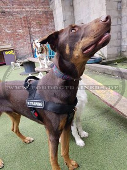 Dobermann Geschirr aus Nylon für Service- und Diensthunde