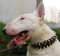 Hundehalsband mit Spikes und Beschlägen für Bullterrier