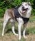 Husky Hundegeschirr für Sport und K9 | Handgefertigtes Geschirr