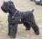 Schwarzer Terrier Such- Zug- Lauf-Hundegeschirr aus Leder