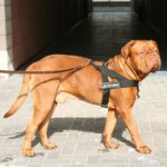 Bestseller Allwetter-Hundegeschirr aus Nylon für Bordeauxdogge
