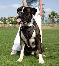 /images/Agitation-protection-Boxer-leather-dog-harness.jpg