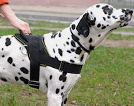Allwetter-Hundegeschirr aus Nylon für Dalmatian