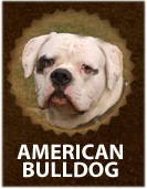 American Bulldog