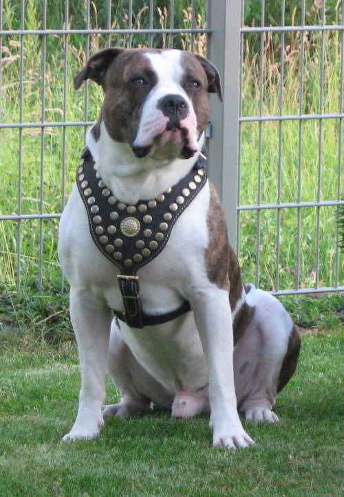 Amerikanische Bulldogge mit unserem Hundegeschirr Leder