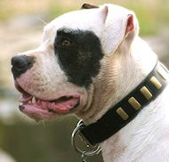 /images/American-bulldog-Halsbander-aus-leder-S33plates.jpg