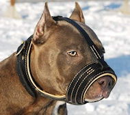 /images/Amstaff-Nappa%20gepolsterte-Hund-Maulkorb.jpg