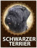 Schwarzer Terrier