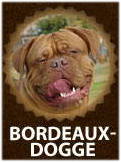 Bordeaux Dogge