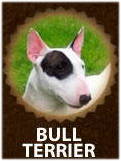 Bull Terrier