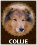 Collie