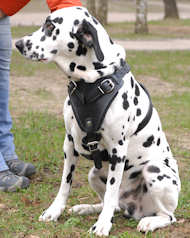 Hundegeschirr aus Leder für Dalmatian