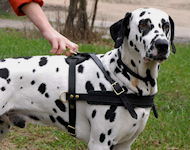 Dalmatian Such- Zug- Lauf-Hundegeschirr aus Leder H5