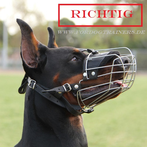 http://www.fordogtrainers.de/images/Doberman-Drahtmaulkorb.jpg