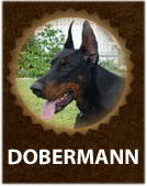 Dobermann