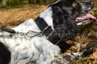 Spaniel Nylonhalsband für Alltag und Hundetraining