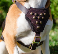 Hundegeschirr mit Nieten für Französische Bulldogge