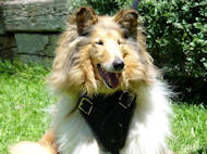 Hundegeschirr aus Leder für Collie