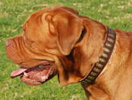 Bestseller Hundehalsband aus Leder mit Messingschildern für Bordeauxdogg