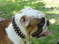Englische Bulldogge Halsband aus Leder mit 2-reihigen Nieten