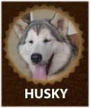 Husky