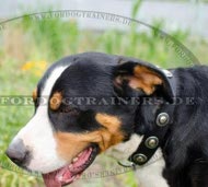 Modisches Hundehalsband Nylon für Sennenhund mit Silberkonchen