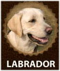 Labrador