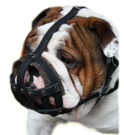 Dog Muzzle Leather Padded | English Bulldog Muzzle Individually