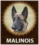 Malinois