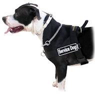 /images/Nylon-Search-and-Rescue-Harness-amstaff-DE.jpg