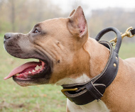 Bestseller Amerikanischer Pitbull Hunde-Halsband aus Leder mit Griff