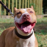 Breites Hundehalsband Leder für Amerikanischen Pitbull Terrier