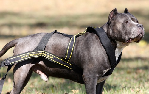 Weight pulling dog harness