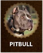 Pitbull