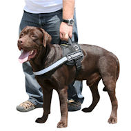 Labrador nylon reflective dog harness
buy