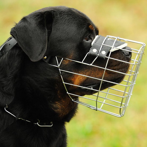 best muzzle for rottweiler