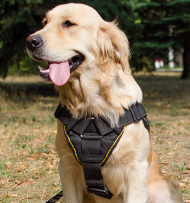 Power Training Harness for
Labrador with Chest Plate | Dog Harness NEW