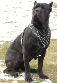 /images/Spiked-dog-harness-for-cane-corso-hundegeschirr-de.jpg