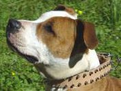 Tan Leather Amstaff Collar with Spikes