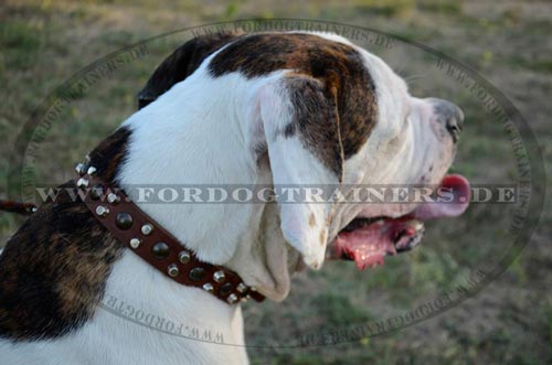 Amerikanische Bulldogge Leder Halsband kaufen