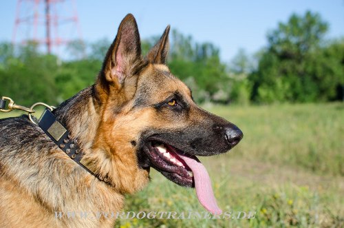 German Shepherd leather dog collar with pyramids