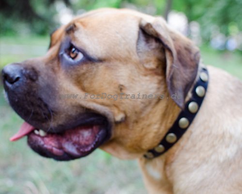 Cane Corso Halsband Nieten für Spaziergang mit Hund