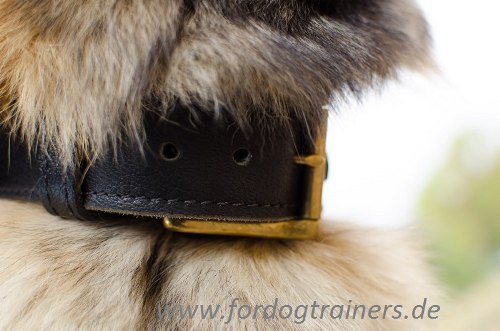 Tervueren Halsband für
Hunde-Sportaktivitäte