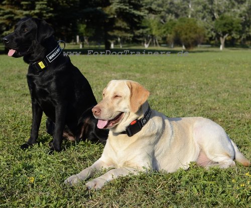 Hundehalsbänder super leicht für Labrador Training
